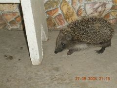 Нет комментария