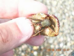 Рак-отшельник